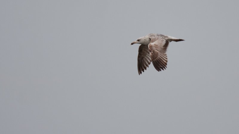 2cy - 15 April (IL)