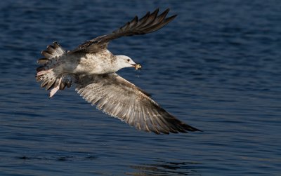 Caspian Gull - Larus cachinnans