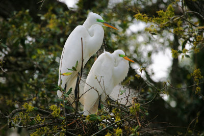 Great Egret  Nesting Pair
