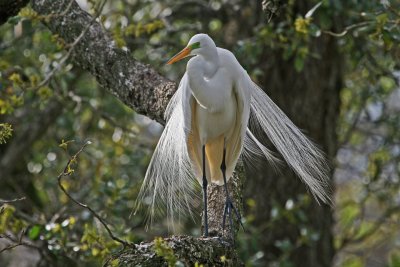  Great Egret