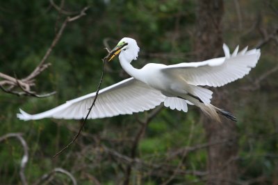  Great Egret