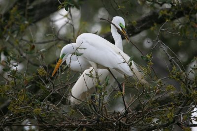  Great Egrets