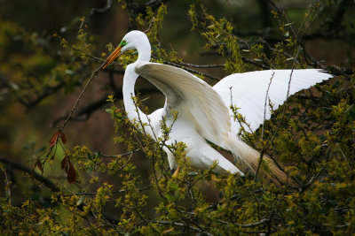  Great Egret