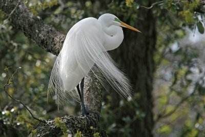  Great Egret