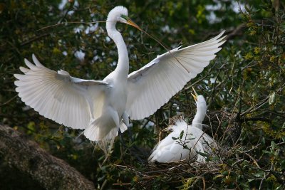   Great Egret Nesting Pair