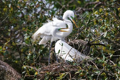 Great Egret Nesting Pair