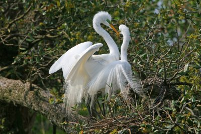 Great Egret Nesting Pair