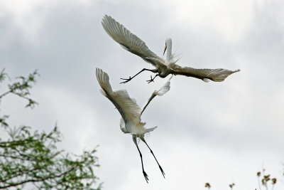 Karate Egret