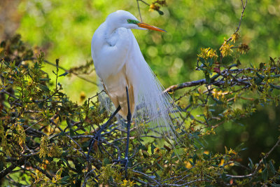 Great Egret