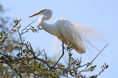 Great Egret