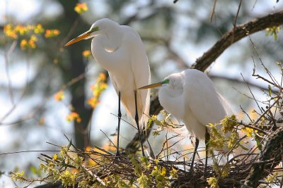 Great Egret Pair