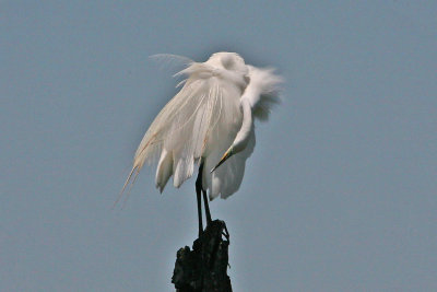 Great Egret