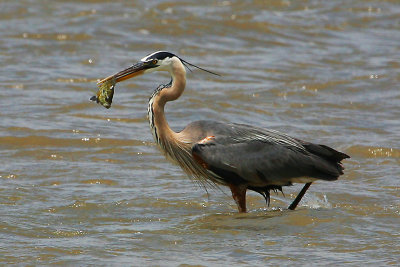 Great Blue Heron With A Perch