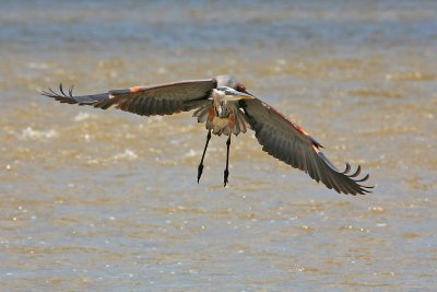 Great Blue Heron