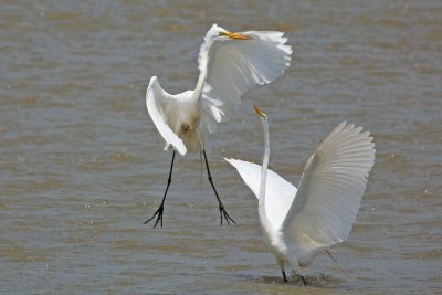 Great White Egrets
