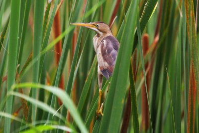 Least Bittern