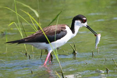 Black-necked Stilt