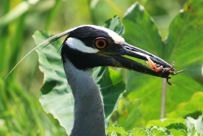 Yellow-crowned Night Heron