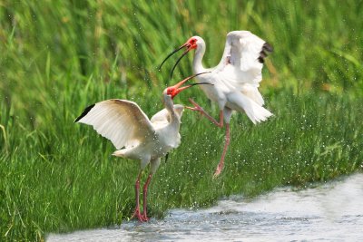 White Ibis