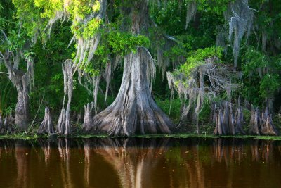 Cypress with Spanish Moss