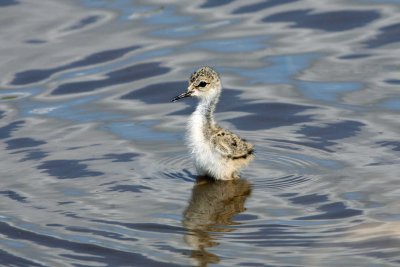 Black-necked Stilt Chick