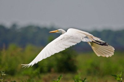 Great Egret