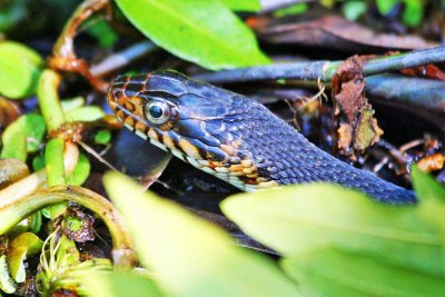 Reptiles and Amphibians