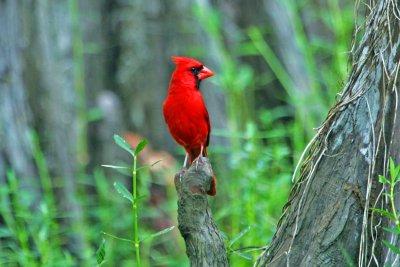 Cardinal  (male)