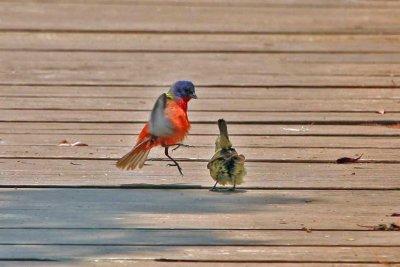 Painted Bunting ( Male and Female)