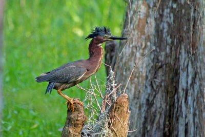 Green Heron