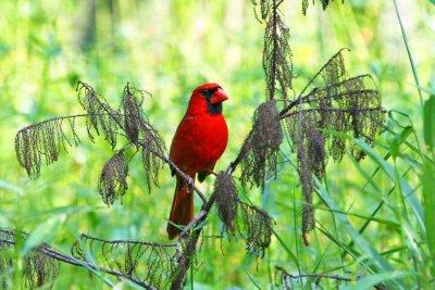 Cardinal  (male)