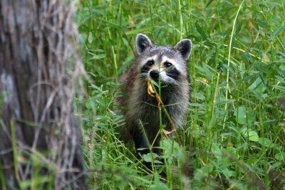 Raccoon