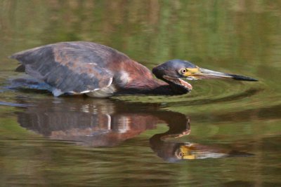 Tricolored Heron  (Louisiana Heron)