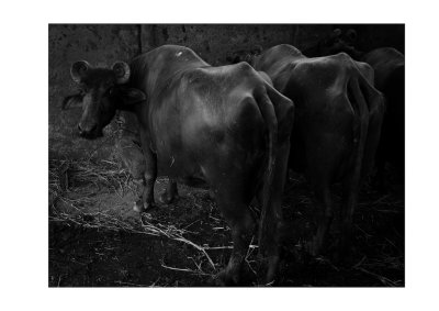 Livestock, dairy, Jogeshwari, Mumbai
