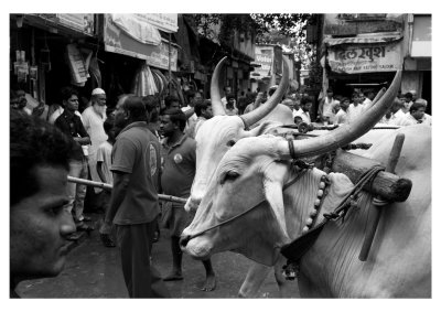 Oxen, in a procession