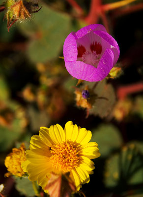 Desert 5-Spot & Desert Sunflower