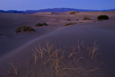 Mesquite Dunes at Dusk