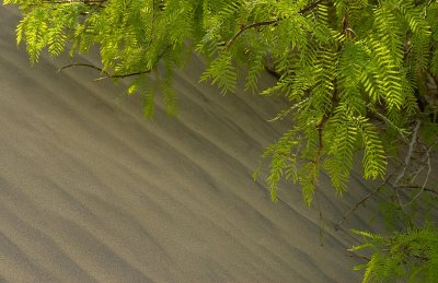 Mesquite Limbs & Sand