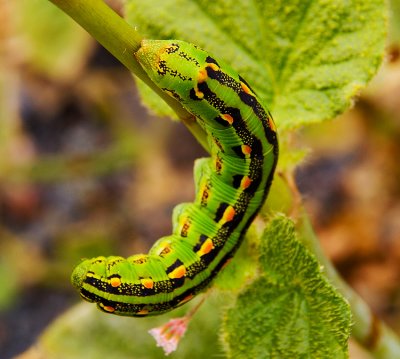 Caterpillar in Willow Canyon