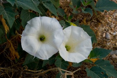 Sacred Datura in Hack Canyon