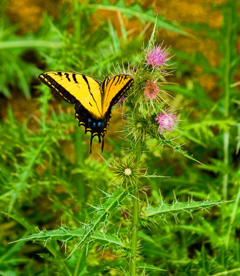 Tiger Swallowtail on Cliff Spring Trail 