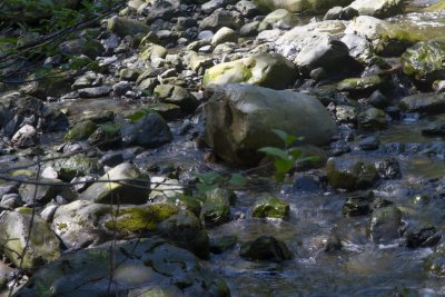2012-05-26 Mountain Loop