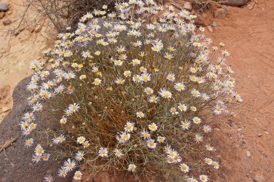 Wild Daisies growing in the desert