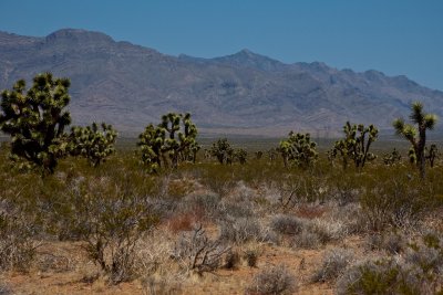 Joshua trees at various stages of development