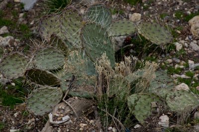 Prickly Pear cactus on the Rim Trail