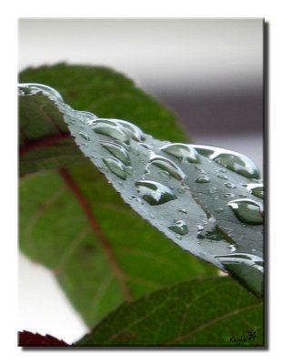 dew drops leaf 