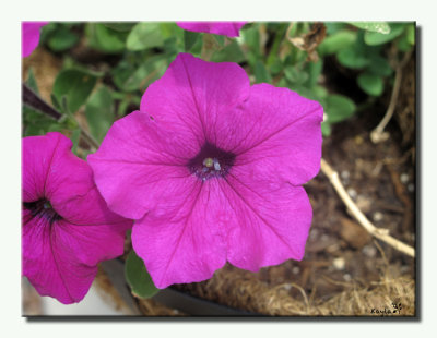 purple petunia 