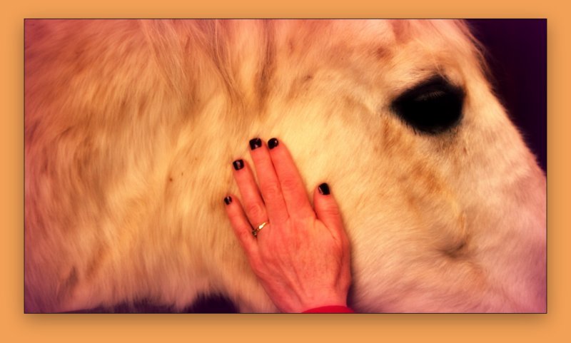 Horse and Nails