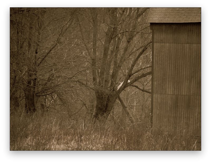 Old Trees and Barn
