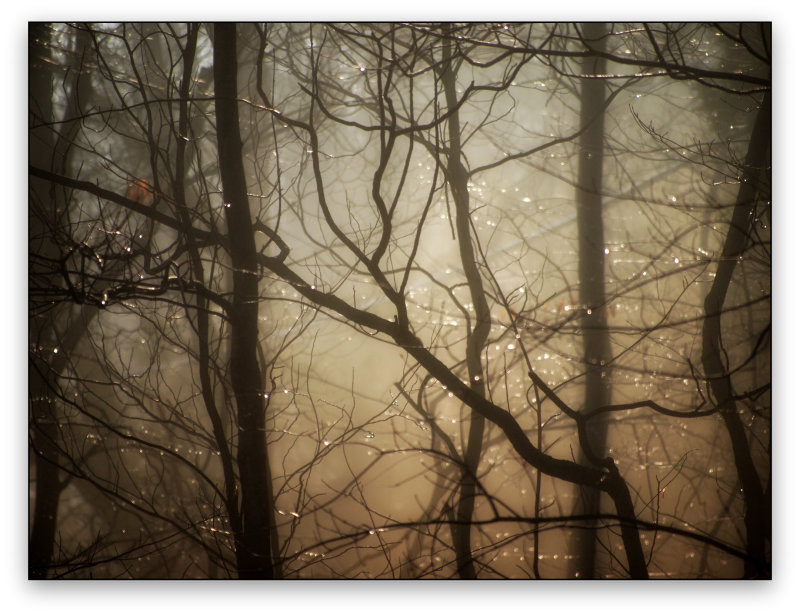 Morning Mist